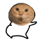 I am a cat