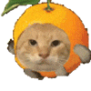 I am a cat
